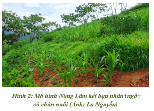 Một số loại hình nông lâm kết hợp trên vườn cà phê vối ở huyện Lắk tỉnh  Đắk Lắk  Viện Khoa Học Kỹ Thuật Nông Lâm Nghiệp Tây Nguyên