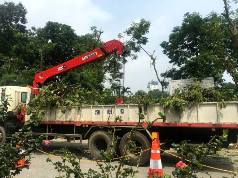 Hà Nội: Triển khai cắt tỉa cây xanh trên phố Kim Mã