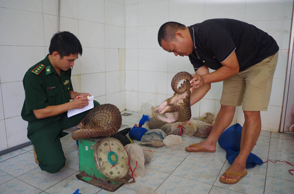 “Giải cứu” 15 cá thể tê tê Java quý hiếm