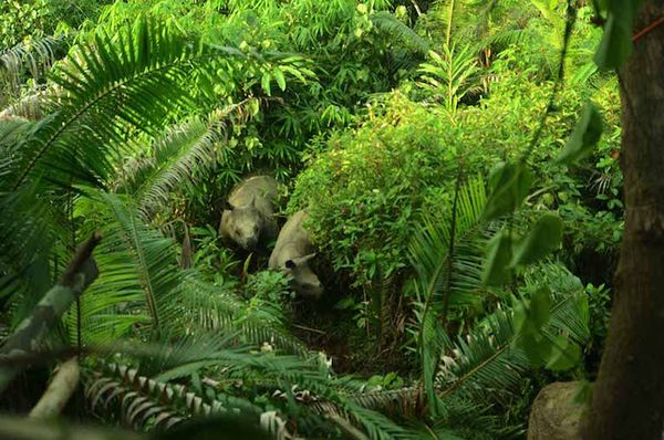 Công cuộc bảo tồn những chú tê giác Java cuối cùng
