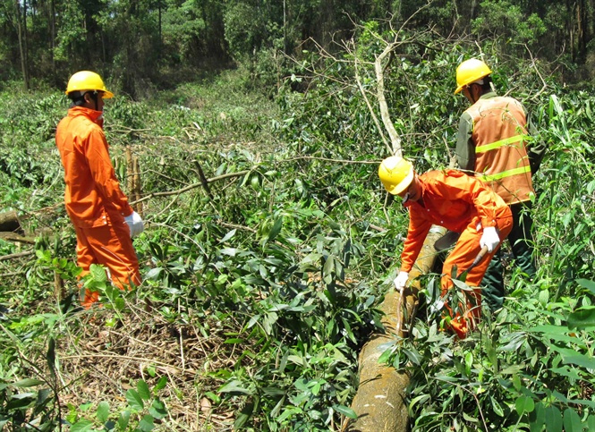 Mô hình đầu tiên trồng rừng FSC