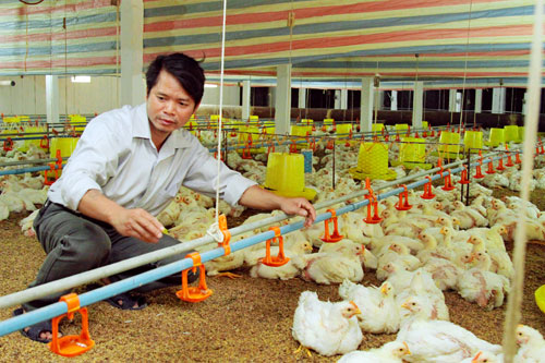 Hệ lụy từ phá vỡ quy hoạch chăn nuôi