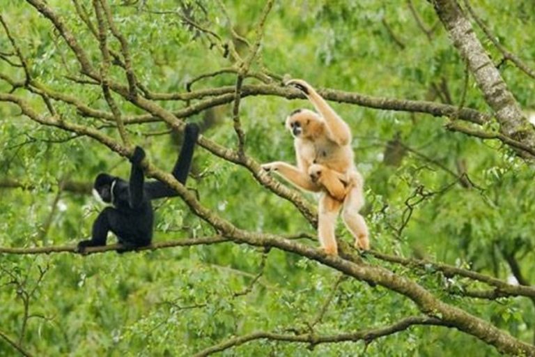 Nghi ngờ có một loài vượn đã bị tuyệt chủng ở Khu Bảo tồn thiên nhiên Sơn Trà
