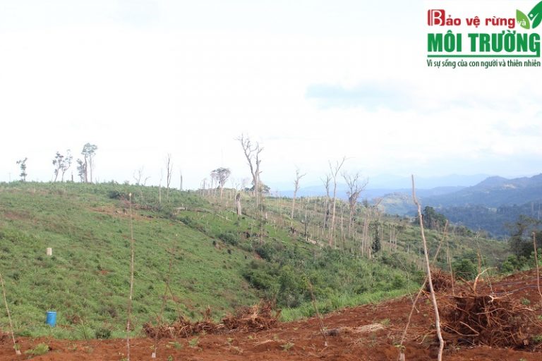 Hệ lụy tái định cư thủy điện Gia Lai – Kon Tum (Kỳ 5): Những khoảng rừng trơ trụi