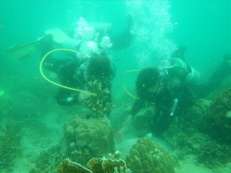 Nha Trang: Phục hồi rạn san hô gãy, vỡ do bão gây ra