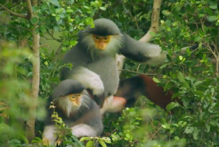 Voọc Chà vá chân nâu Sơn Trà lên National Geographic