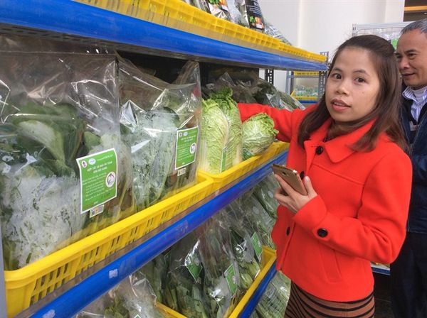 Vĩnh Phúc sẽ trở thành trung tâm sản xuất rau an toàn của cả nước