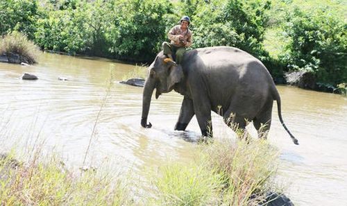Thành viên đặc biệt trong gia đình người quản tượng già Tây nguyên