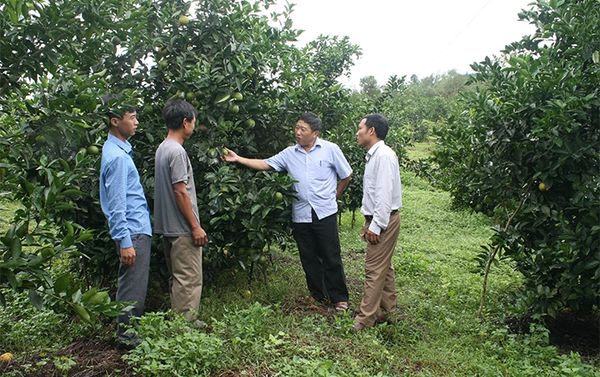 Hà Tĩnh tái cơ cấu ngành nông nghiệp thích ứng biến đổi khí hậu