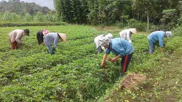 Tăng giá trị của dược liệu
