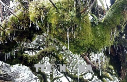 Xuất hiện băng giá trên đỉnh núi Phia Oắc, Cao Bằng
