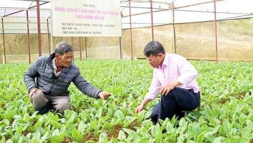 Sản xuất rau hữu cơ gặp nhiều thách thức