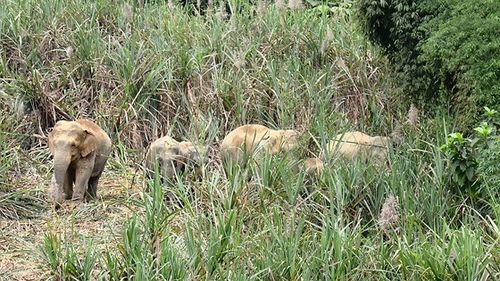 Tạo vùng sinh cảnh cho voi rừng