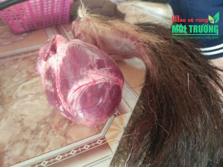 “Khai quật thế giới ngầm” buôn bán đông vật hoang dã ở Việt Nam – Kỳ 5