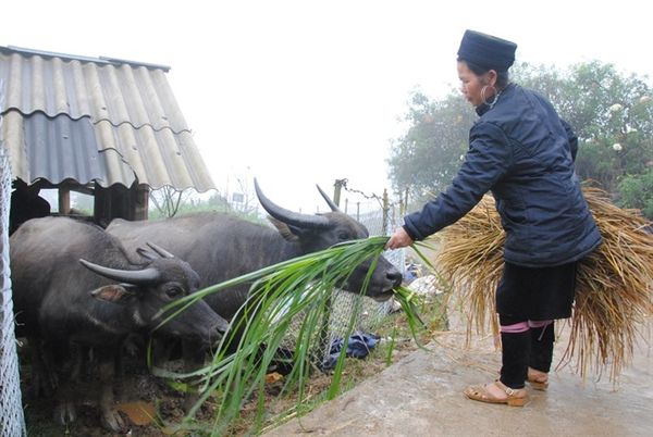 Lào Cai: Khả năng có mưa tuyết vào cuối tuần rất cao