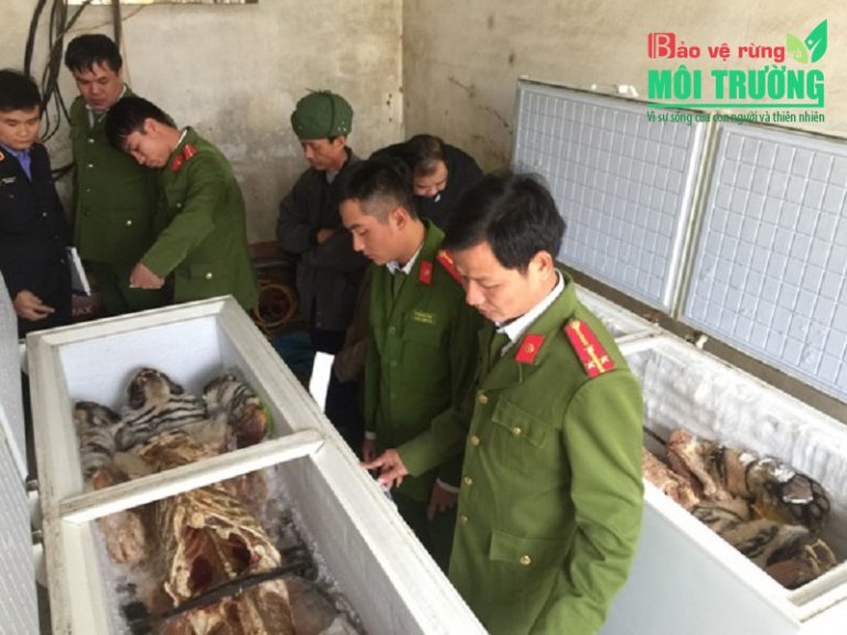 “Khai quật thế giới ngầm” buôn bán động vật hoang dã ở Việt Nam – Kỳ 6