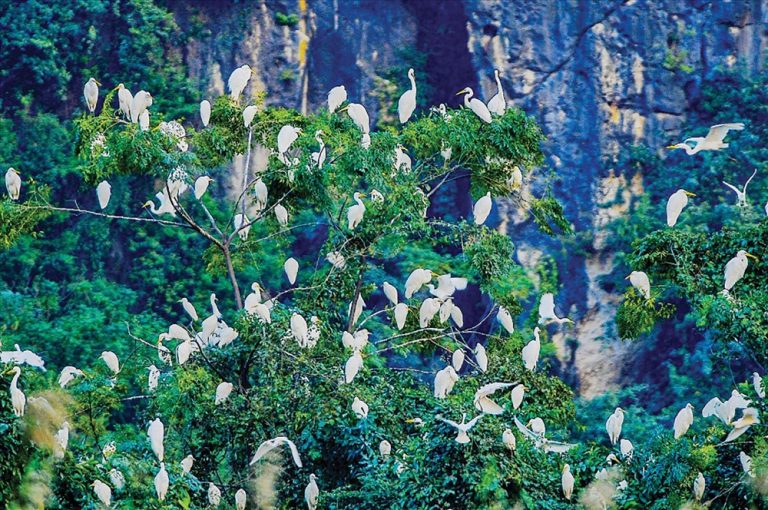 Đầm Vân Long rộn rã chim về