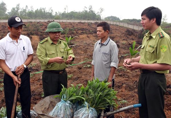 Các địa phương đẩy nhanh tiến độ trồng cây, tăng độ che phủ rừng