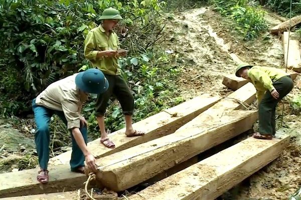 Làm rõ trách nhiệm vụ phá rừng tại Quảng Bình