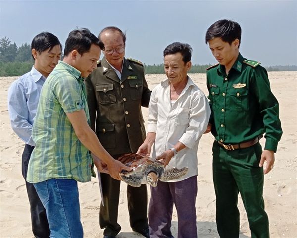 Cứu hộ thành công cá thể rùa quý hiếm thả về vùng biển Thuận An