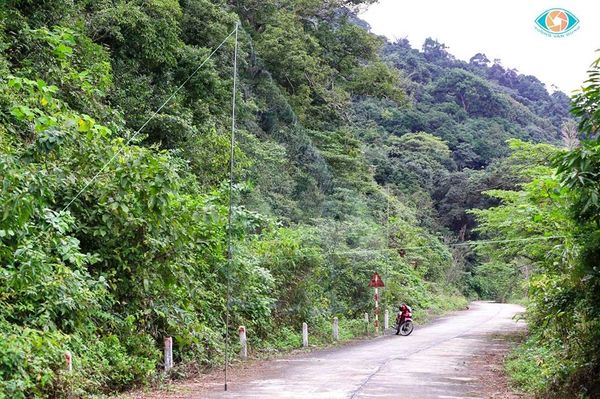 “Chim tặc” lộng hành ở Khu Bảo tồn thiên nhiên Sơn Trà