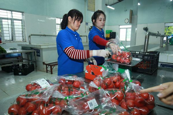 Xây dựng chuỗi nông nghiệp khép kín: Loay hoay nguồn vốn và công nghệ
