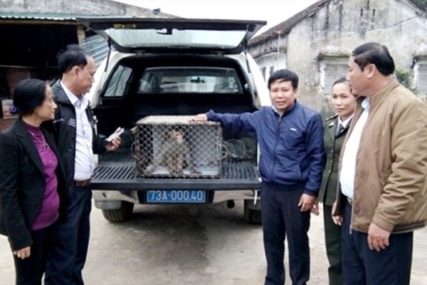Người dân tự nguyện giao nộp cá thể khỉ vàng quý hiếm