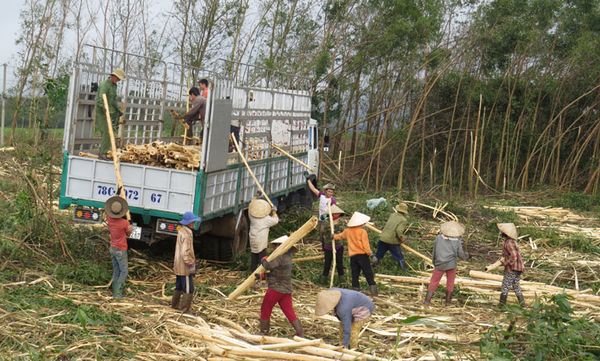 Phát triển rừng ở Phú Yên theo hướng bền vững