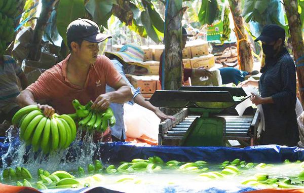 Thương lái Trung Quốc lùng mua đặc sản Việt: Cảnh báo “bỏ bom”