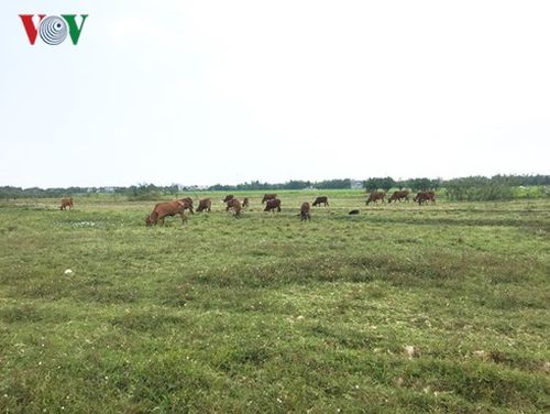 Nông sản giá rẻ bèo, nông dân bỏ ruộng lên phố kiếm sống