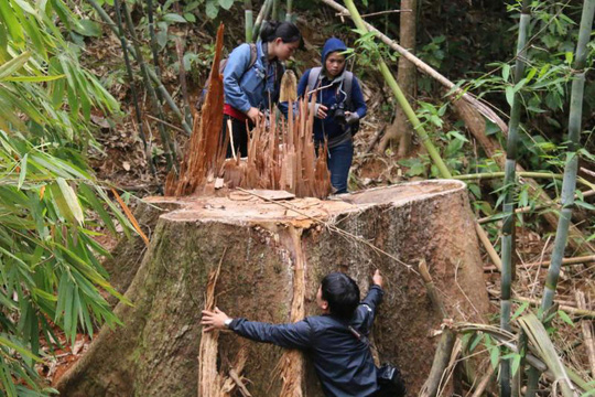 “Thảm sát” rừng lim cổ thụ