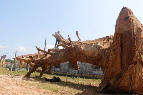 Kiểm lâm Huế xác minh 3 cây khủng đồn của tướng công an