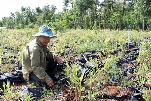 Doanh nghiệp “phủi tay”, bỏ mặc người trồng gừng ôm cục nợ