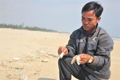 Quảng Trị: Cá chết dạt vào bờ cả cây số