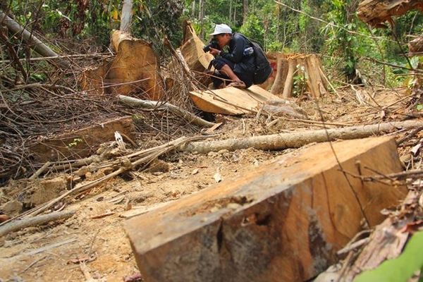 Lâm tặc “thảm sát” rừng ở Quảng Nam: Tạm đình chỉ 6 cán bộ kiểm lâm