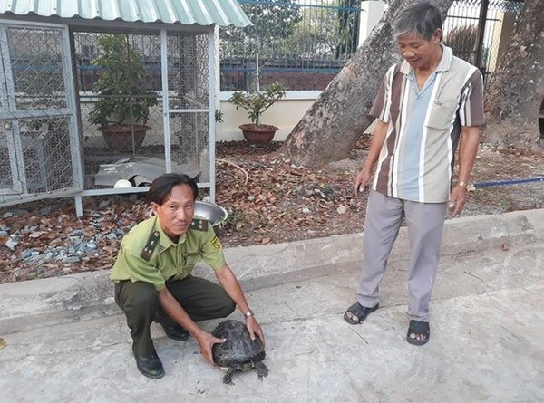 Bị phạt 3 triệu đồng vì bày bán rùa quý hiếm