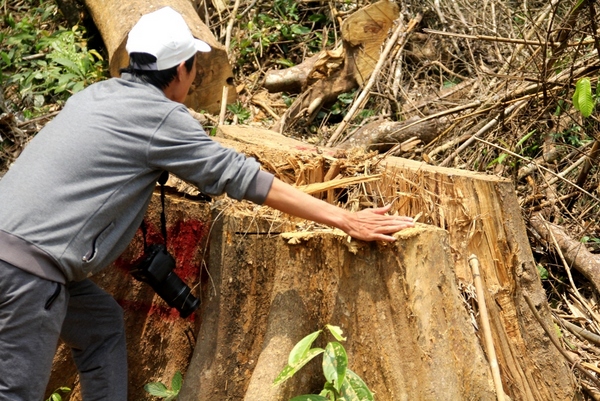 Hạt Kiểm lâm rừng đặc dụng Sông Thanh giải trình về tình hình phá rừng thuộc đơn vị quản lý