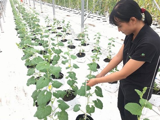 Trợ lực cho khởi nghiệp nông nghiệp