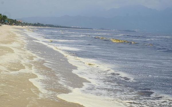 Đà Nẵng ô nhiễm nước biển là do tảo nở hoa