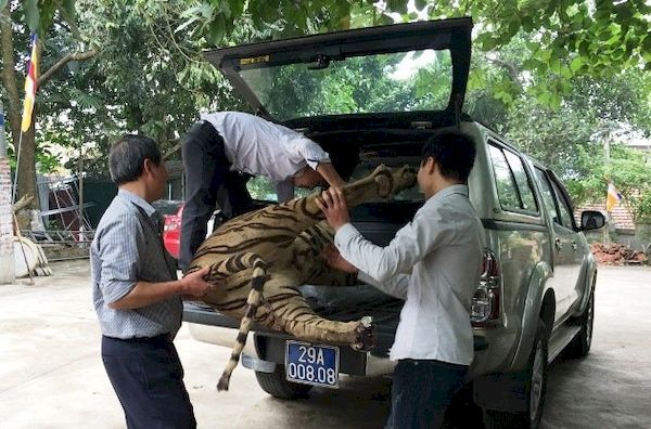 Chuyển giao tiêu bản hổ về Bảo tàng Thiên nhiên Việt Nam
