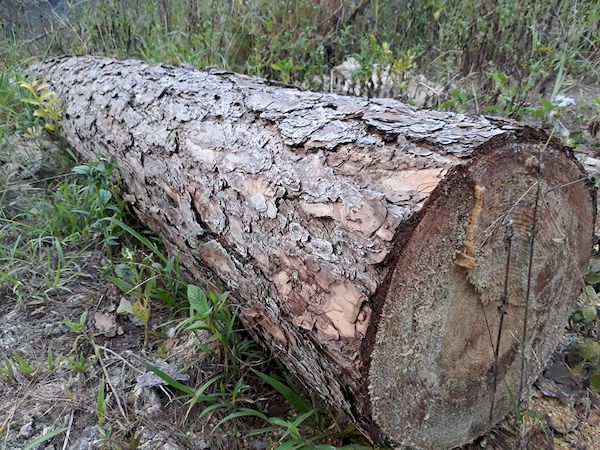 Rừng thông cổ thụ ở Lâm Đồng bị lâm tặc tàn phá