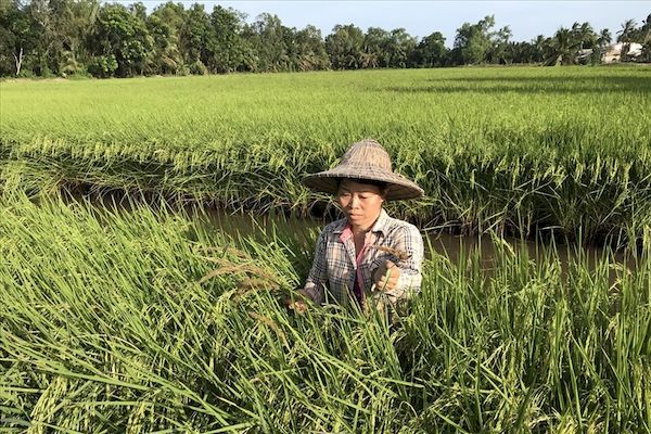 Làm giàu giữa mùa thiên tai