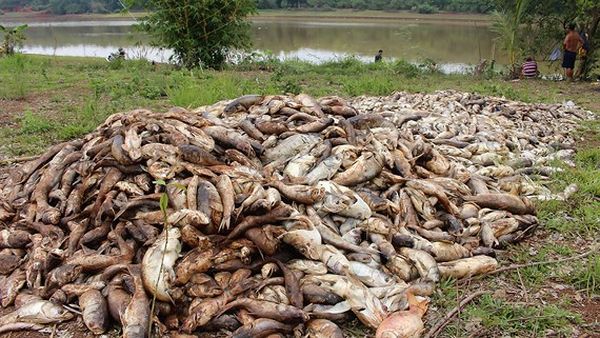 Bình Phước: Hàng chục tấn cá chết nghi do thiếu oxy
