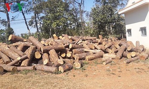 Bắt giữ một kiểm lâm nhận hối lộ vụ phá rừng thông cộng đồng