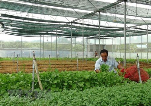 Xếp hạng 13 tỉnh, thành quản lý tốt thực phẩm nông, lâm, thủy sản