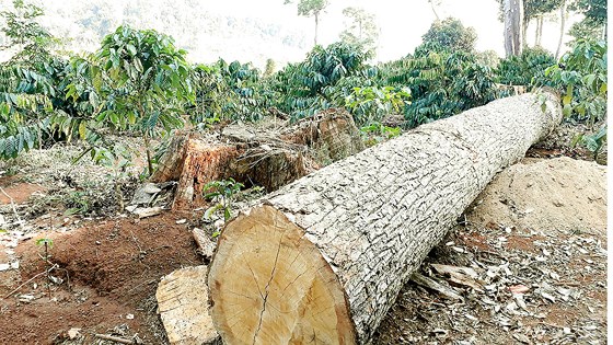 Tây Nguyên vỡ trận cây công nghiệp – Bài 2: Hệ lụy dây chuyền