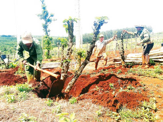 Tây Nguyên vỡ trận cây công nghiệp. Bài 1: Vỡ quy hoạch trước nhiều năm