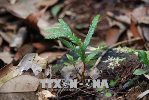 Bảo tồn, phát triển 3 loài thực vật quý hiếm tại Khu bảo tồn thiên nhiên Xuân Liên