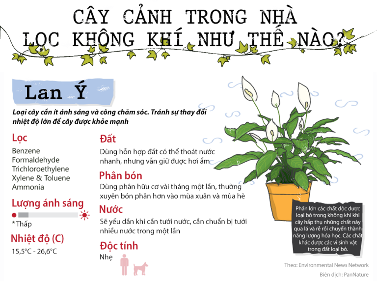 Thanh lọc không khí bằng cây nội thất