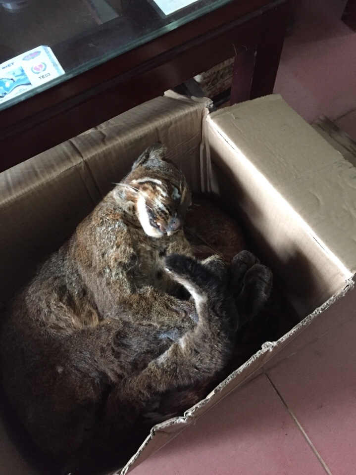 4 năm tù giam cho kẻ vận chuyển 3 con beo lửa